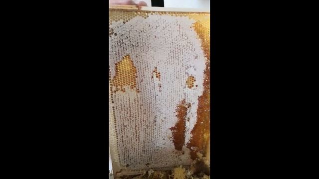 С медовым спасом!!! Делюсь своим первым опытом смотреть онлайн