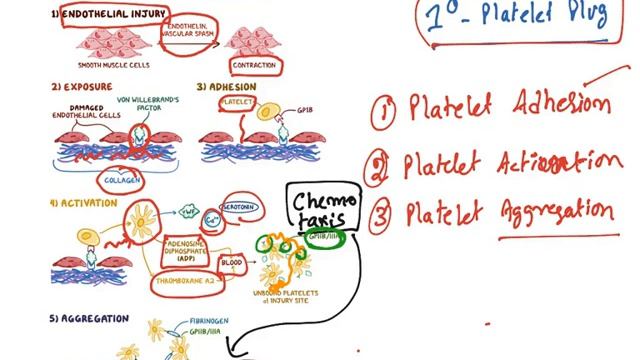 Anti Platelet agents : Classification, Mechanism of action & Uses смотреть онлайн
