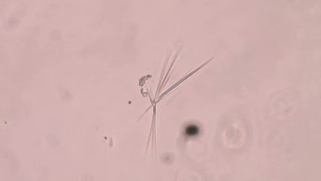 Plankton 2 смотреть онлайн