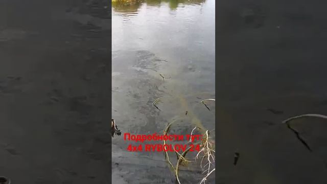 Щука на блесну в сентябре.