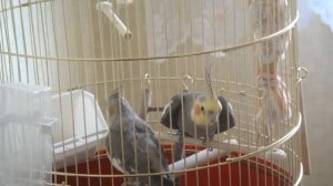 спаривание корелл