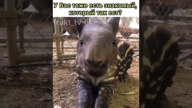 Смешно жуёт смотреть онлайн