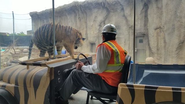 New tiger exhibit at Lincoln Children's Zoo смотреть онлайн