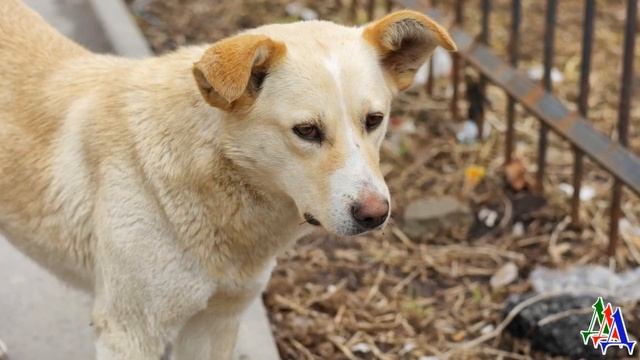 - Пёс, миленький, позови кого-нибудь! Погавкай немного. Ну не лежи, выручай, - просил пса мужчина смотреть онлайн