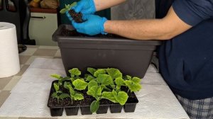 Огурцы на балконе. Пересаживаю рассаду в ящик.