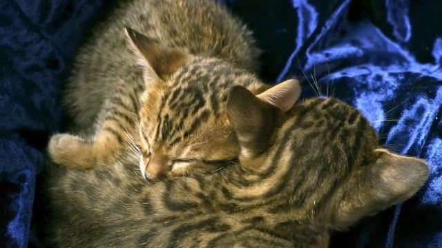 LG OLED Smart TV | LG C9 (55 inch) Ultra HD (4K) OLED Smart TV | Snail General смотреть онлайн