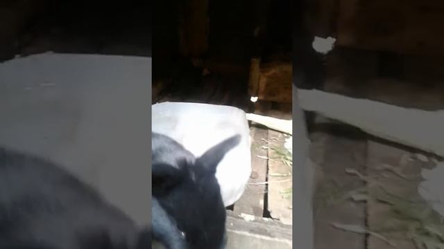 кролик 22 дня смотреть онлайн