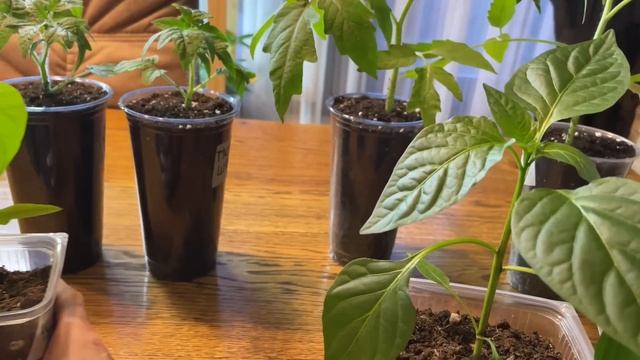 Чем ПОДКОРМИТЬ, рассаду томатов и перца, чтобы стала коренастой и здоровой смотреть онлайн