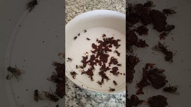 Fly Killing Bait Powder