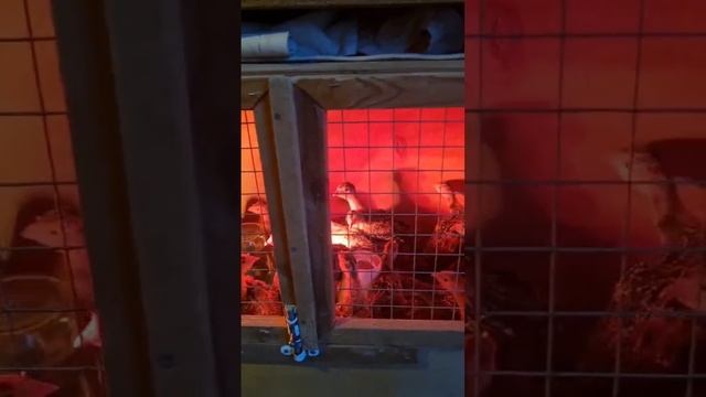 Бройлеры перепелакуры Нидерхайдерымини куры бентамки.