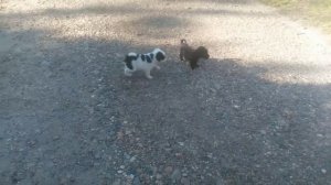 собачки щенки