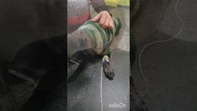 Моя собака Боня смотреть онлайн