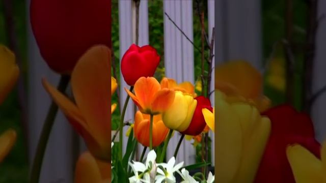 Весенние цветы. Дмитрий Шлапак смотреть онлайн