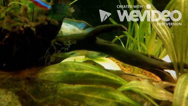 Puesta Aequdiens Pulcher Blue Neon