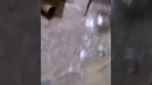замена натяжителя цепи на ваз2106 иж ода