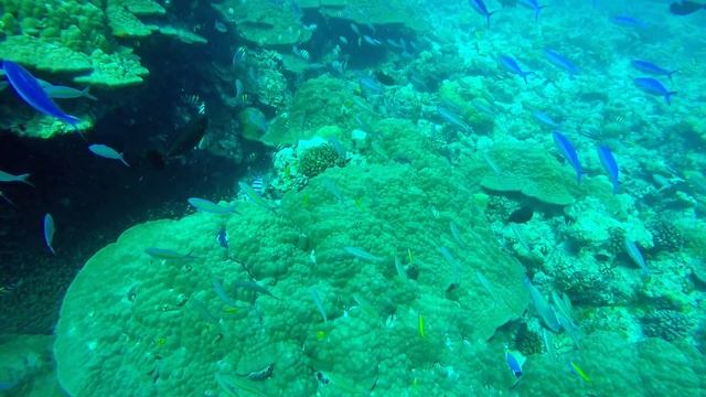 Fulhadhoo Snorkeling 🤿 Excursion