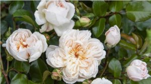 Ариадна- японская роза любви и верности