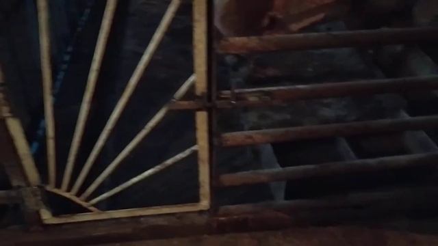 Поделил клетку, поставил перегородку. смотреть онлайн
