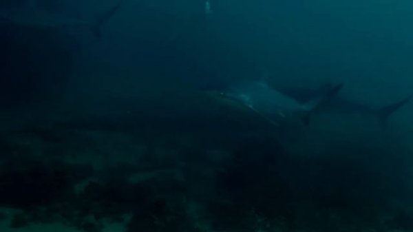 Dusky Whalers sharks (Carcharhinus obscurus)