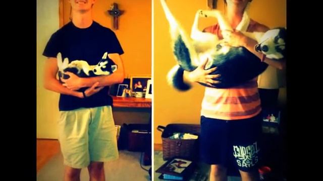5 убедительных причин завести собаку смотреть онлайн