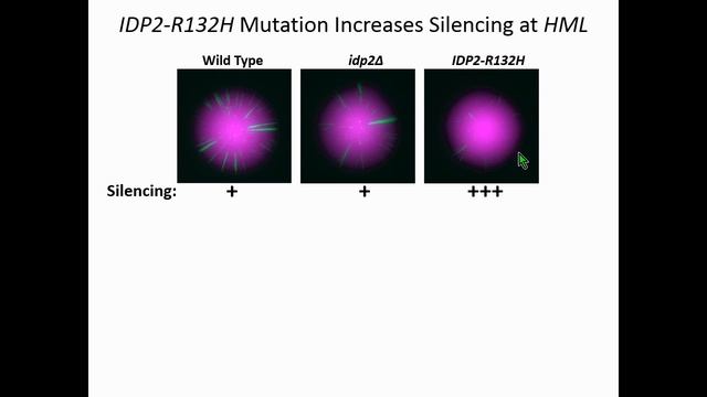 R Janke: An oncometabolite disrupts epigenetic processes and increases gene silencing in yeast. смотреть онлайн