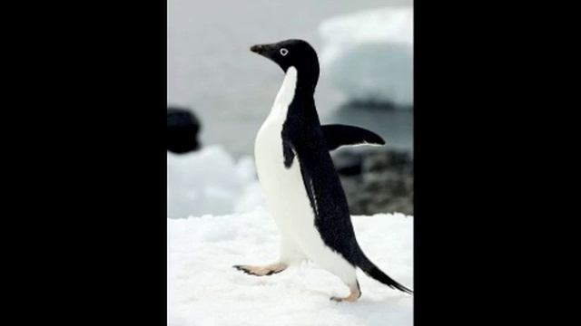 Fruits and Leaves - A Penguin's Fascination (Demo) смотреть онлайн