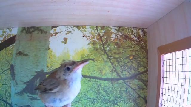 Пение птиц камышевка болотная смотреть онлайн