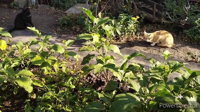 Славянск.06.09.22. Запасаемся теплом смотреть онлайн