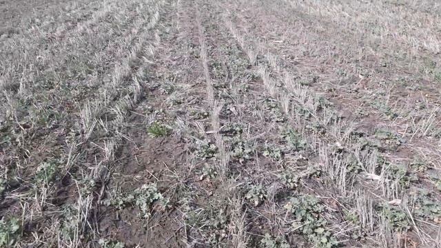 10.04.2019. NO-TILL озимый рапс начало вегетации смотреть онлайн