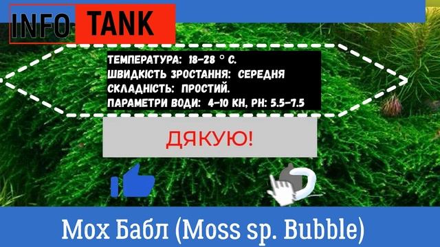 Мох Бабл смотреть онлайн
