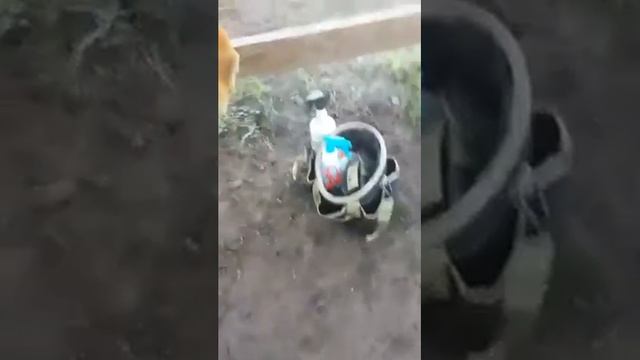 Creeping Indigo Symptoms