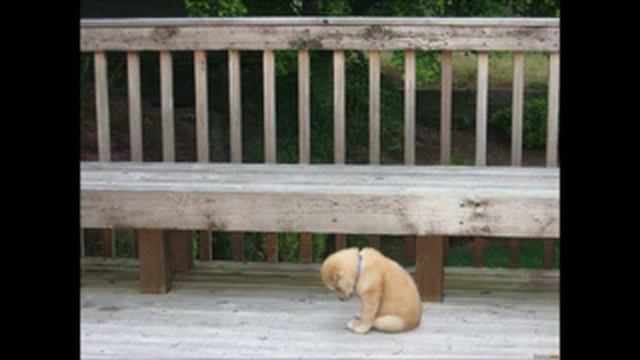 Грустное видео про собак. смотреть онлайн