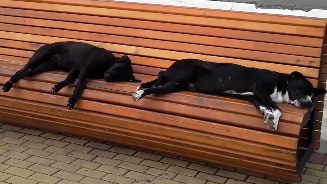 Адлер-2023 Собаки в Сочи. Бархатный сезон в разгаре. Право на отдых имеют не только люди, но собаки смотреть онлайн