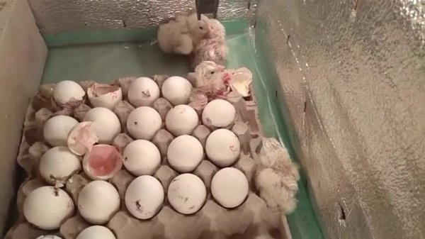 Начало. Инкубация куриных яиц  "Леггорн". Вылупление птенцов.