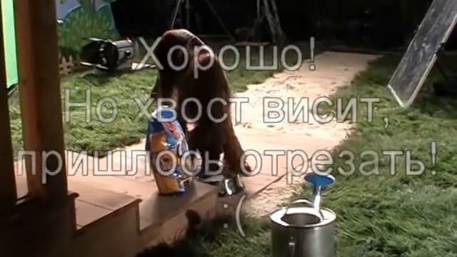 Chappi смотреть онлайн