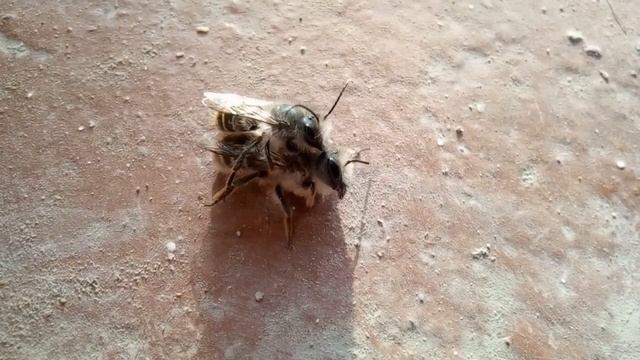 Honey Bee | Медоносная пчела смотреть онлайн