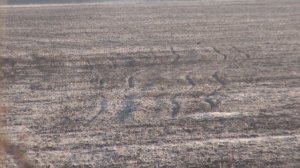 Охота на тетерева весной на току.  Поиск тока