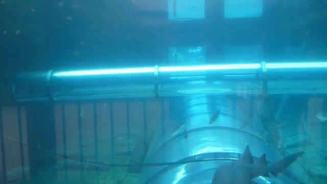 Бассейн с акулами. Сиам парк.Тенерифе