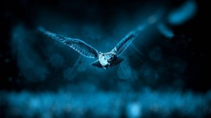 гр.ГороД - Ночь встречает нас огнями