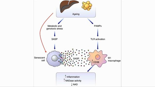 Senescent Cells Cause NAD+ Decline Via CD38 Activation | Study Review смотреть онлайн