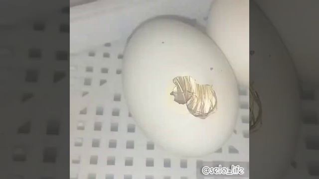 Вылупление МУСКУСНЫХ утят смотреть онлайн
