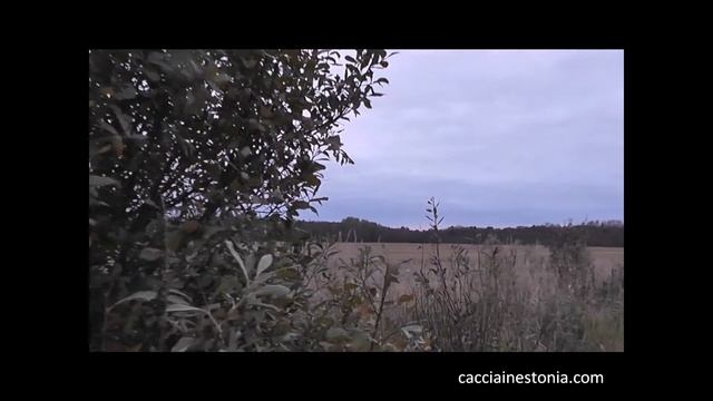 Caccia alle oche in Estonia смотреть онлайн