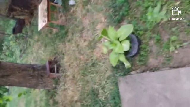 ШАШЛЫК. Приготовить маринад для шашлыка смотреть онлайн