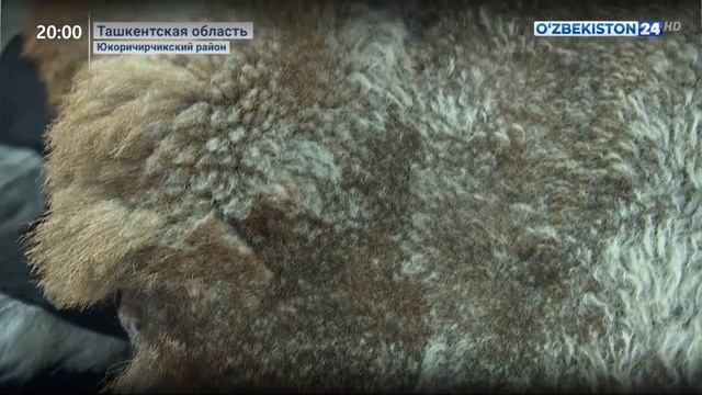 О деятельности предприятий в кожевенно-обувной промышленности в Ангрене смотреть онлайн