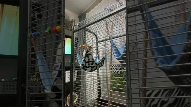 В рационе саймири обязаны присутствовать насекомые смотреть онлайн