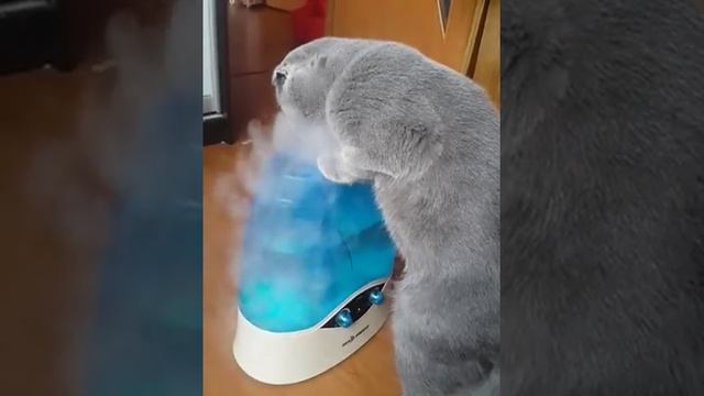 Кот и увлажнитель воздуха 2 смотреть онлайн