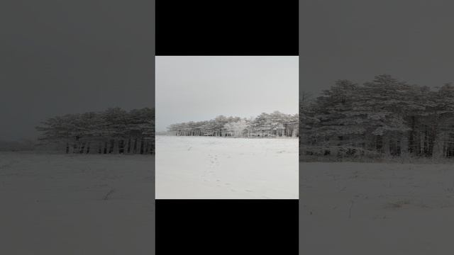 Западно-сибирская лайка смотреть онлайн