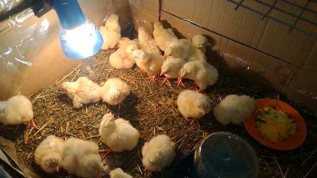 Цыплятки! Милота :) Первые сутки. Жизнь в деревне. смотреть онлайн