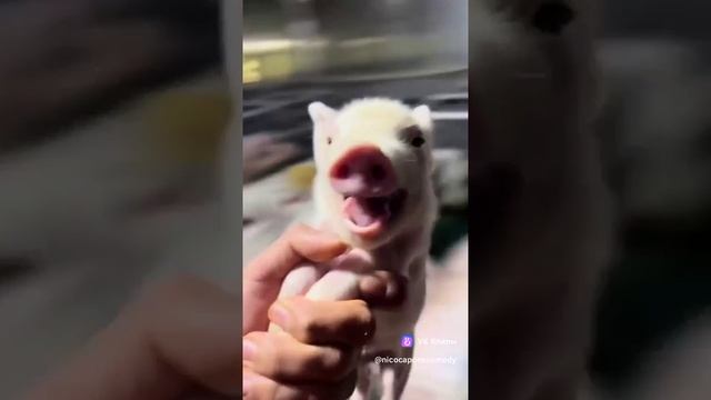 Смешной видео 😅 смотреть онлайн