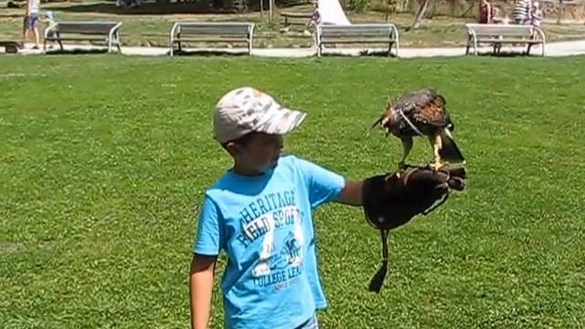 Hunters of the Sky Bird of Prey Display - Predator with a child on hands смотреть онлайн